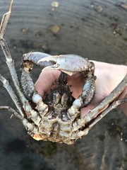 Eurypodius longirostris