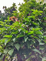 Sterculia ceramica