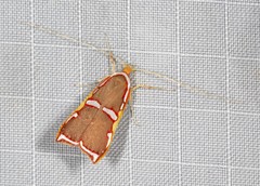 Barantola pulcherrima