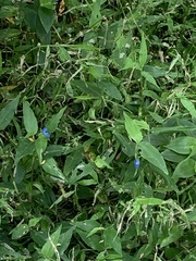 Commelina cyanea