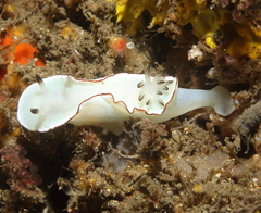 Glossodoris angasi
