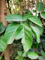 Sterculia ceramica
