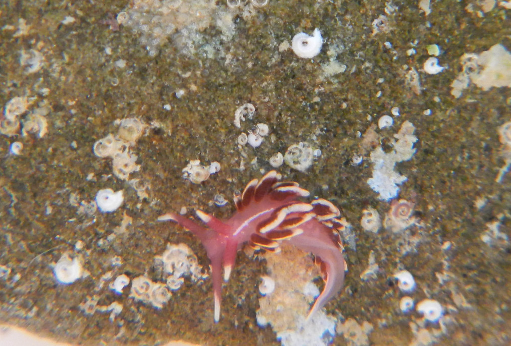 Facelinopsis