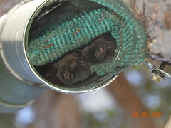 Chalinolobus gouldii