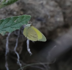 Eurema herla
