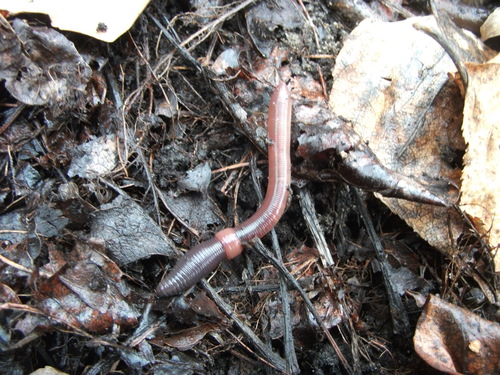 Lumbricus rubellus