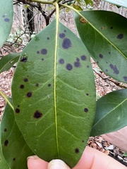 Mycosphaerella colorata