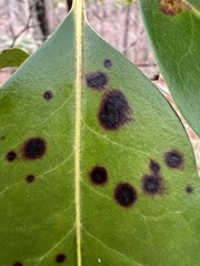 Mycosphaerella colorata