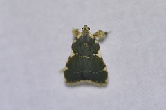 Parachma rufoflavalis