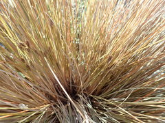 Carex testacea