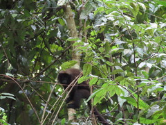 Plecturocebus brunneus