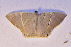 Phrygionis polita