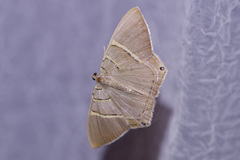 Phrygionis polita
