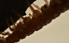 Polydesmus coriaceus