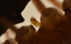 Polydesmus coriaceus