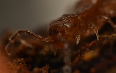 Polydesmus coriaceus