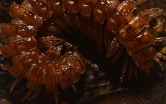 Polydesmus coriaceus