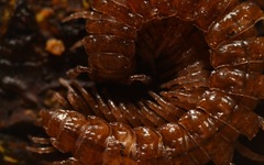 Polydesmus coriaceus