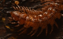 Polydesmus coriaceus