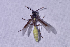 Apoica pallens image