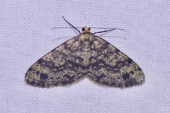 Image of Melanolophia parma