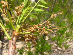 Pseudosmodingium andrieuxii