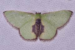 Synchlora astraeoides