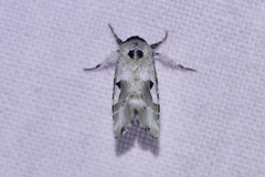 Emarginea percara