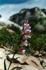 Penstemon laevis