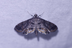 Oligostigmoides profusalis