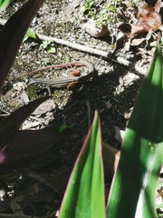 Aspidoscelis angusticeps