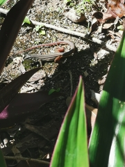 Aspidoscelis angusticeps