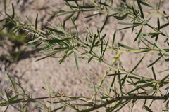 Capparis loranthifolia