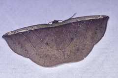 Cimicodes