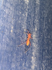 Saicinae