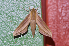 Xylophanes cthulhu
