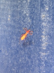 Saicinae