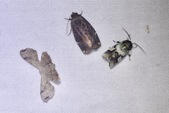 Emarginea percara