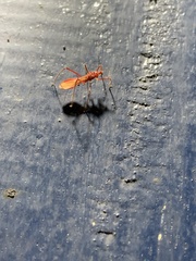 Saicinae