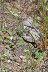 Cryptantha pterocarya pterocarya