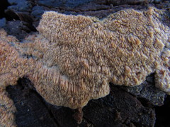 Phlebia nothofagi