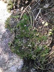 Selaginella underwoodii