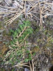 Selaginella underwoodii