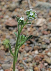 Cryptantha pterocarya pterocarya