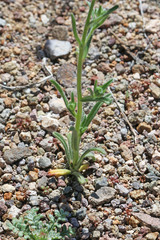 Cryptantha pterocarya pterocarya