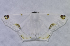 Sericoptera mahometaria
