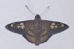 Nascus phocus