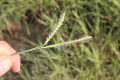 Dichanthium fecundum