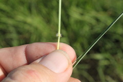 Dichanthium fecundum