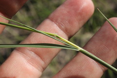Dichanthium fecundum